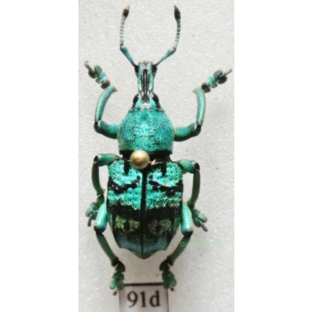 Eupholus chevrolati Guérin-Meneville, 1830 Indonesia, Aru Is91d